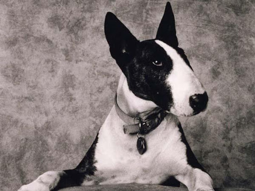 Imagenes de Bull Terrier