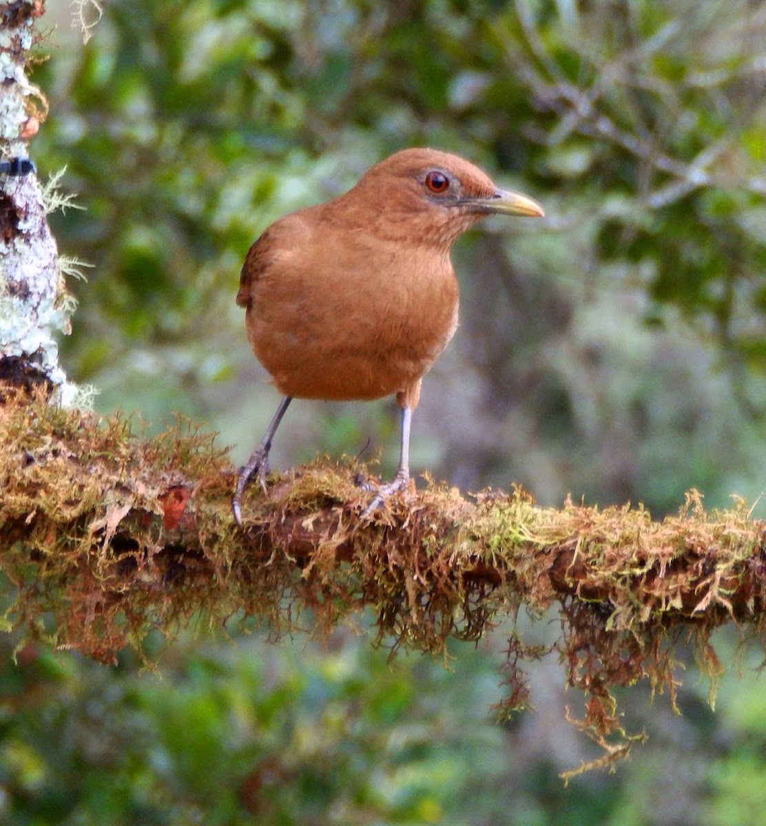 Clay-colored thrush