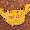 Golden Emperor Moth