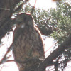 Common Kestrel, young and his mom