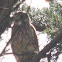 Common Kestrel, young and his mom