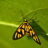 Orange Shoulder Wasp Moth