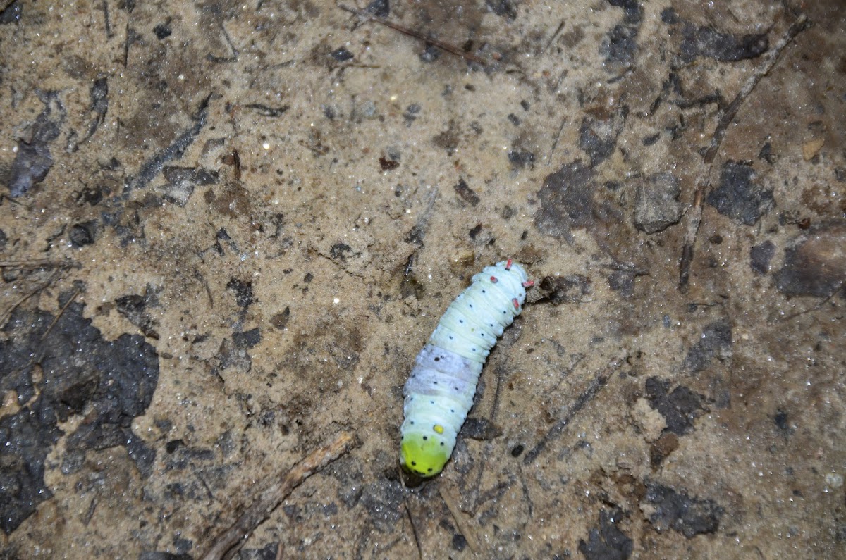 Unknown Caterpillar -deceased