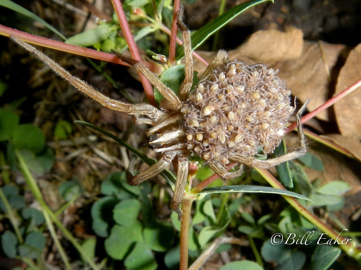 Rabid Wolf Spider with Young