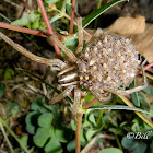 Rabid Wolf Spider with Young