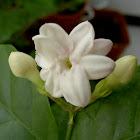 Arabian Jasmine