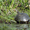 Red-eared Slider Turtle