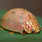 Dotted Paropsine Leaf beetle