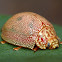 Dotted Paropsine Leaf beetle