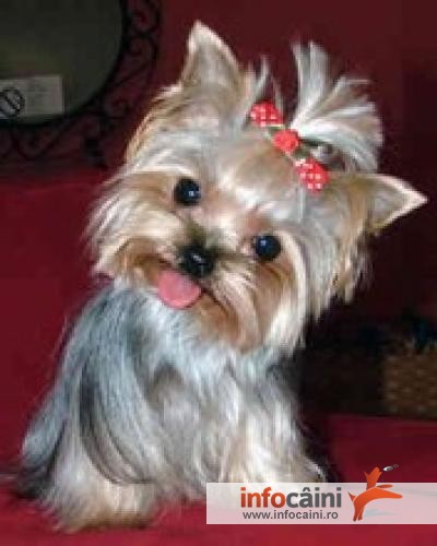 Yorky