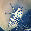 Giant Leopard Moth