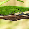 Yellow-collared Scape Moths (mating)