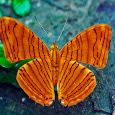 Butterflies of Makunda