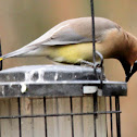 Cedar waxwing