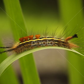 Lymantriidae by Widodo Dripp - Animals Insects & Spiders