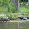 Thai Water Buffalo
