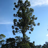 Araucária Tree