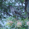 Red Wattlebird