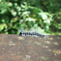 Walnut Caterpillar