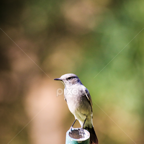 The single by Unni Krishnan - Animals Birds
