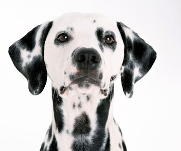 How to install Dalmatian Jigsaw Puzzle 1.0 apk for laptop