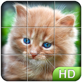 Teka-teki: kucing lucu