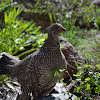 Blue Grouse