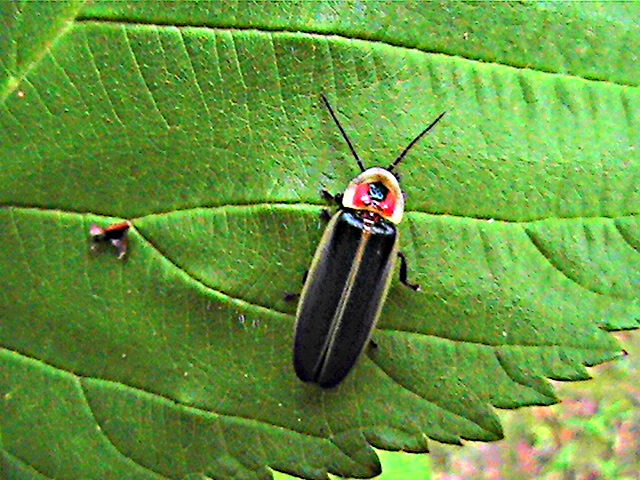 Pyralis Firefly (Lightning Bug)