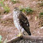 Coopers Hawk (juvenile)