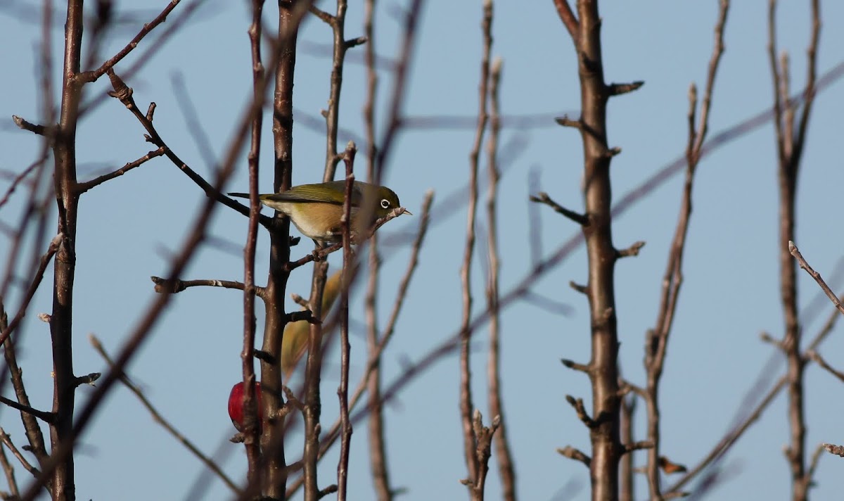 Silvereye