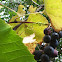 Concord Grapes