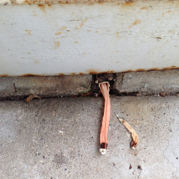 Lantern stinkhorn | Project Noah