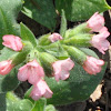 Bielefeld Pink Lungwort