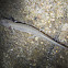 Unknown Larval Salamander