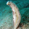 Sea pen