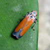 Orange planthopper