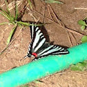 Zebra swallowtail