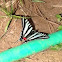 Zebra swallowtail