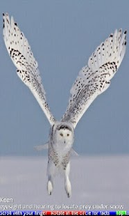 Wild Animals of the Arctic 1 - náhled