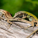 Italian wall lizard