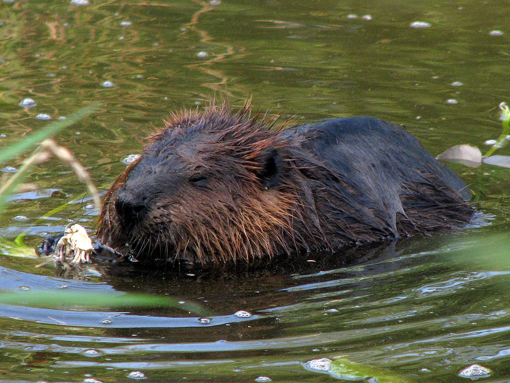 North American Beaver Project Noah