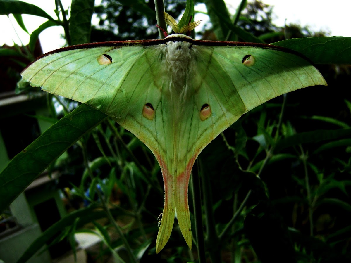 Luna Moth