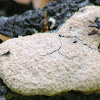 Dog Vomit Slime Mold