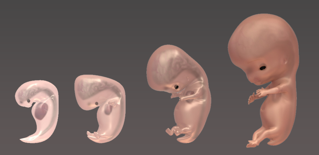 Развитие хвоста у людей. Хвост у зародыша человека. Человеческий эмбрион с хвостом.