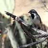 Black throated Sparrow