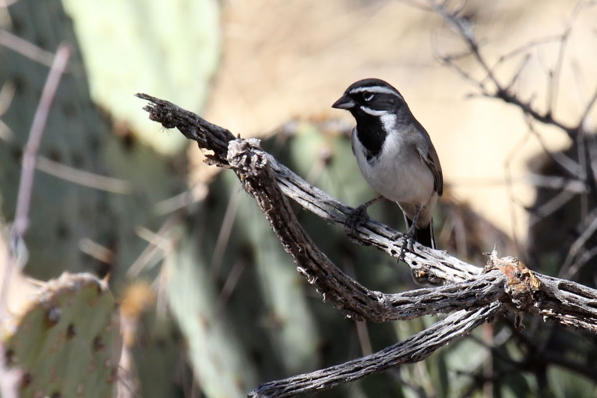 Black throated Sparrow