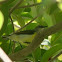 Purple Rumped Sunbird - Female