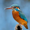 Martín pescador (Common Kingfisher)