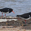 Pied oyster catcher