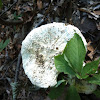 Common white mushroom